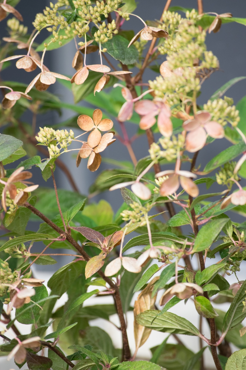 Dansmabesace - hortensia arbusif